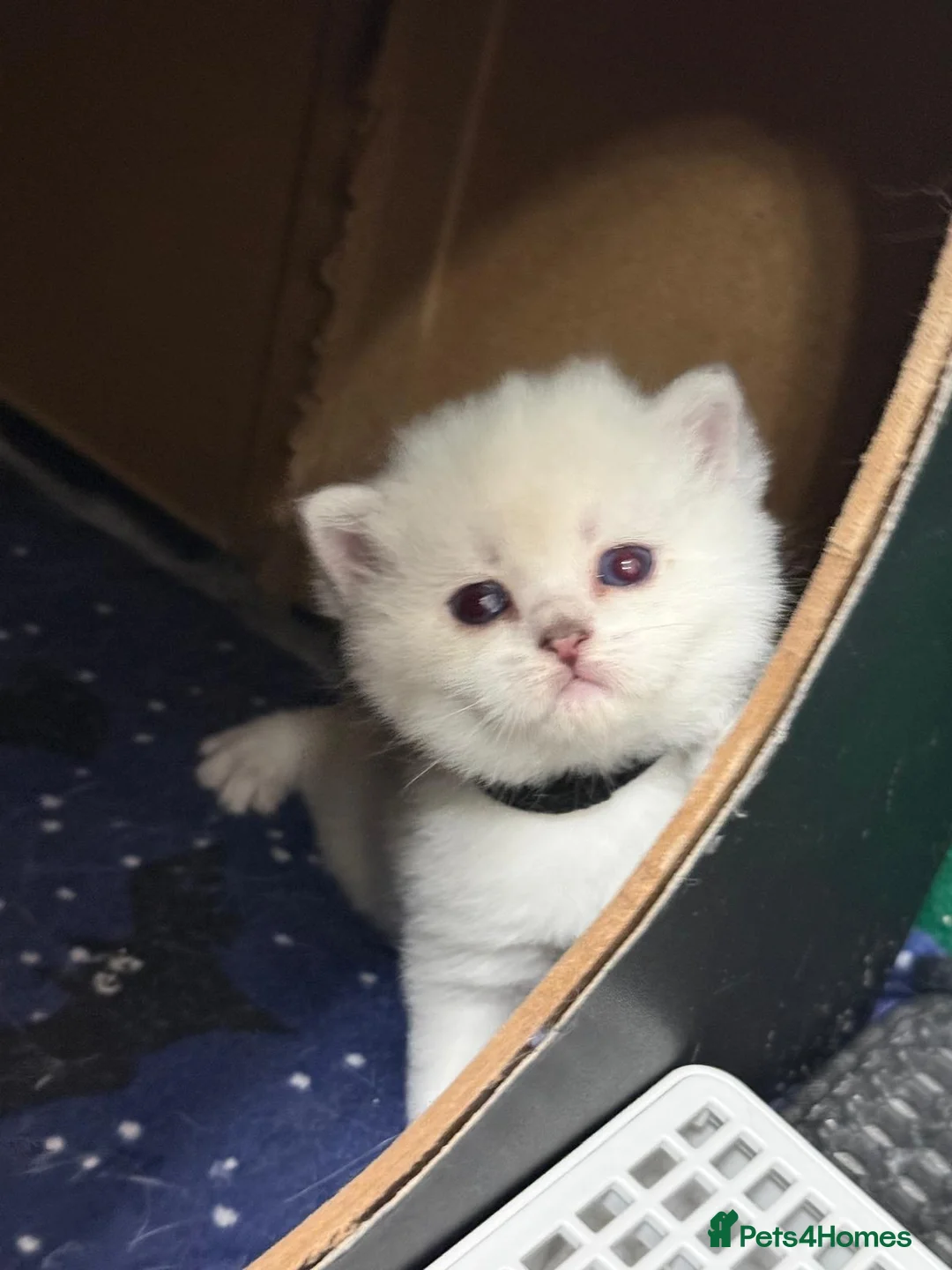 British Shorthair cats for sale: LAST FEMALE - White British Shorthair Chinchilla - Advert 2