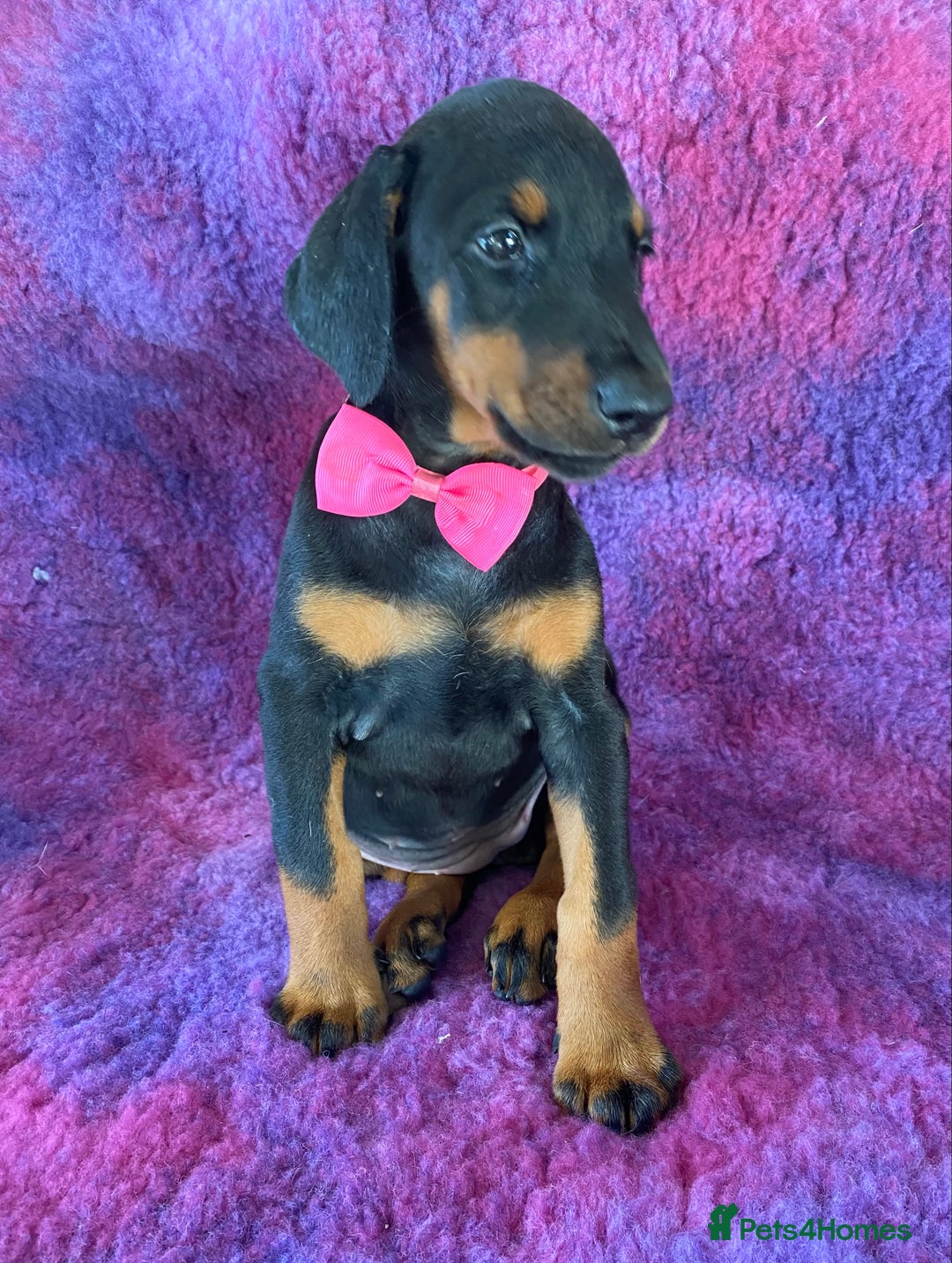 Dobermann dogs for sale: KC REG HEALTH TESTED EUROPEAN DOBERMAN : REDUCED! - Advert 38