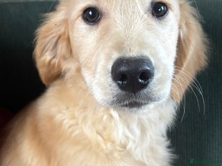 Golden Retriever dogs Beautiful Golden Retriever Puppies - Advert 6