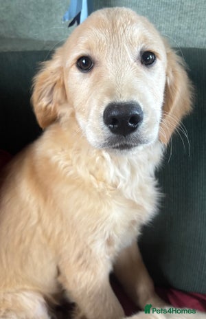 Golden Retriever dogs - Advert 2