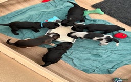 Cockerdor dogs for sale: Cockerdor puppies ready 10th October.  - Image 29