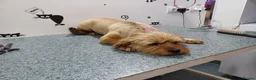 Mixed Breed dogs for adoption: 🐾💛 ARISA – The Little Dog Nobody Stopped For💛🐾 - Advert 23