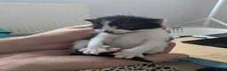 Mixed Breed cats for sale: Beautiful Kittens – 1 Boy & 4 Girls in Driffield - Advert 5