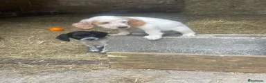 Cocker Spaniel 1
