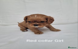 Cavalier King Charles Spaniel dogs for sale: Stunning Cavalier Puppies–Champ Blood,HealthTested - Image 8