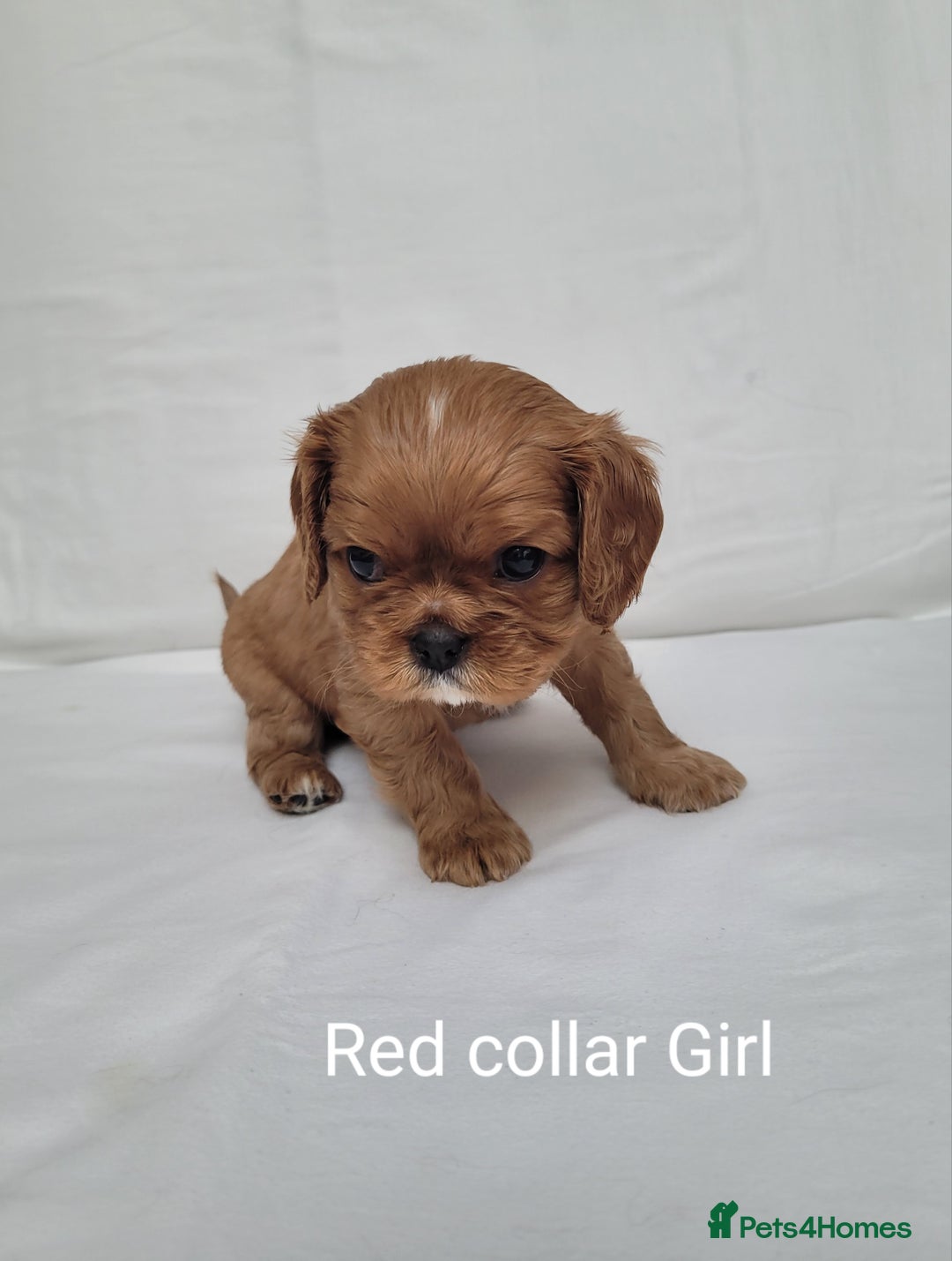 Cavalier King Charles Spaniel dogs for sale: Stunning Cavalier Puppies–Champ Blood,HealthTested - Image 8