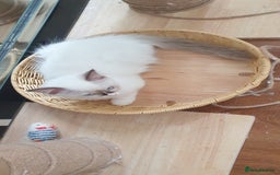 Ragdoll cats for sale: GCCF Chocolate Point with White Bi-color Kittens - Image 33
