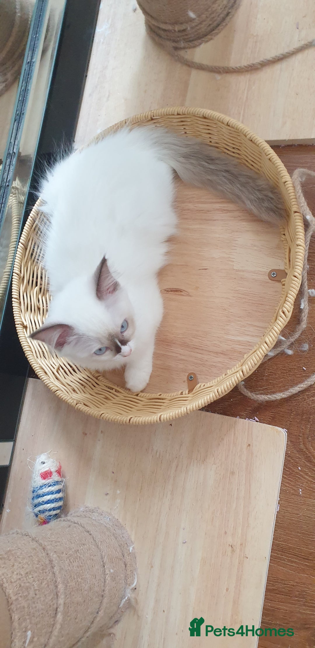 Ragdoll cats for sale: GCCF Chocolate Point with White Bi-color Kittens - Image 33