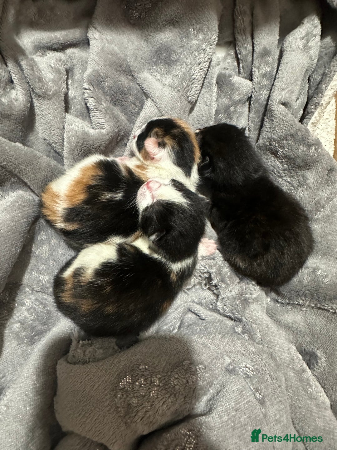 Norwegian Forest Cat cats for sale: Kittens for sale  - Image 4