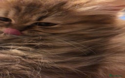 British Longhair cats for sale: READY NOW Tabby female Pedigree BLH - Image 17
