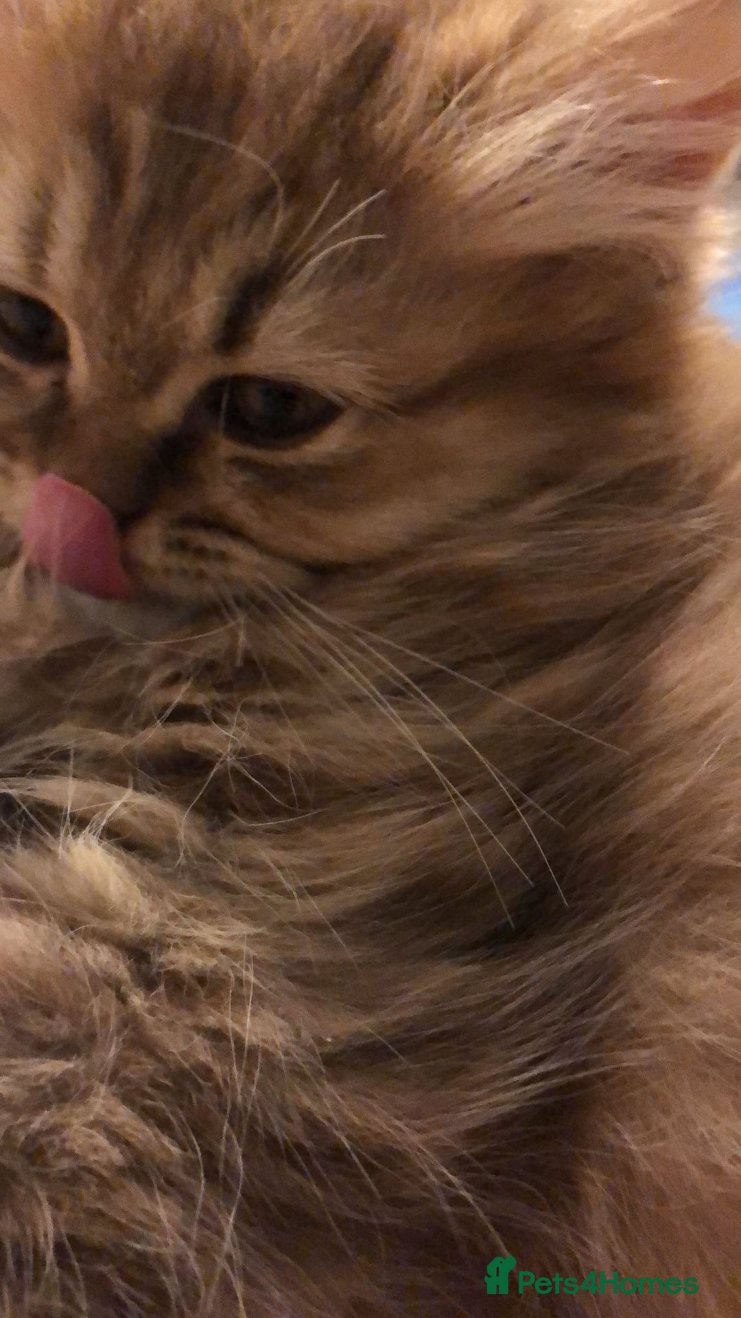 British Longhair cats for sale: READY NOW Tabby female Pedigree BLH - Image 17