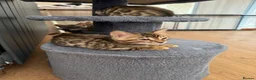 Bengal cats for sale: Bengal - Advert 18