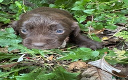 Mixed Breed dogs for sale: Naturally reared pups - Image 6