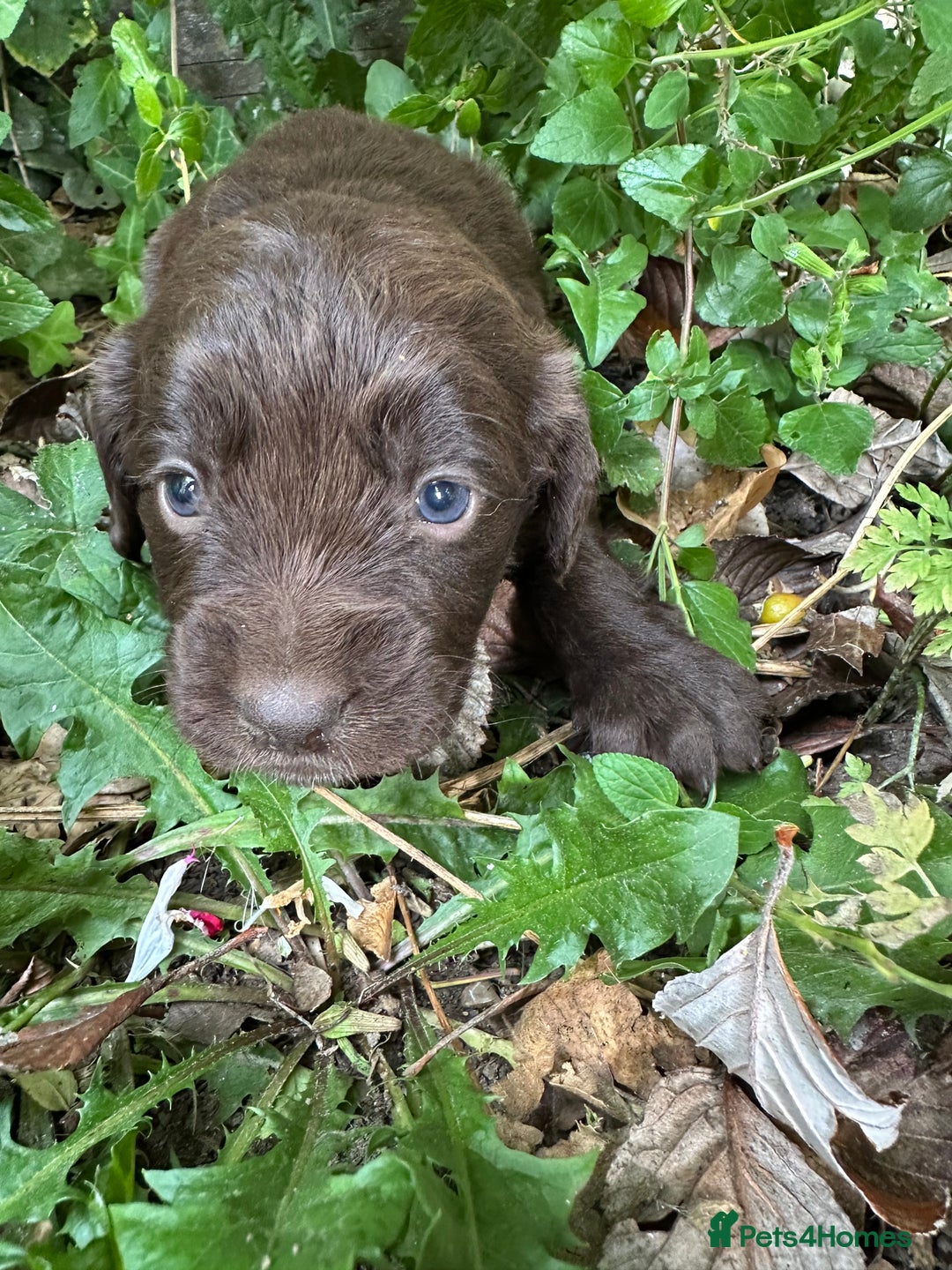 Mixed Breed dogs for sale: Naturally reared pups - Image 6