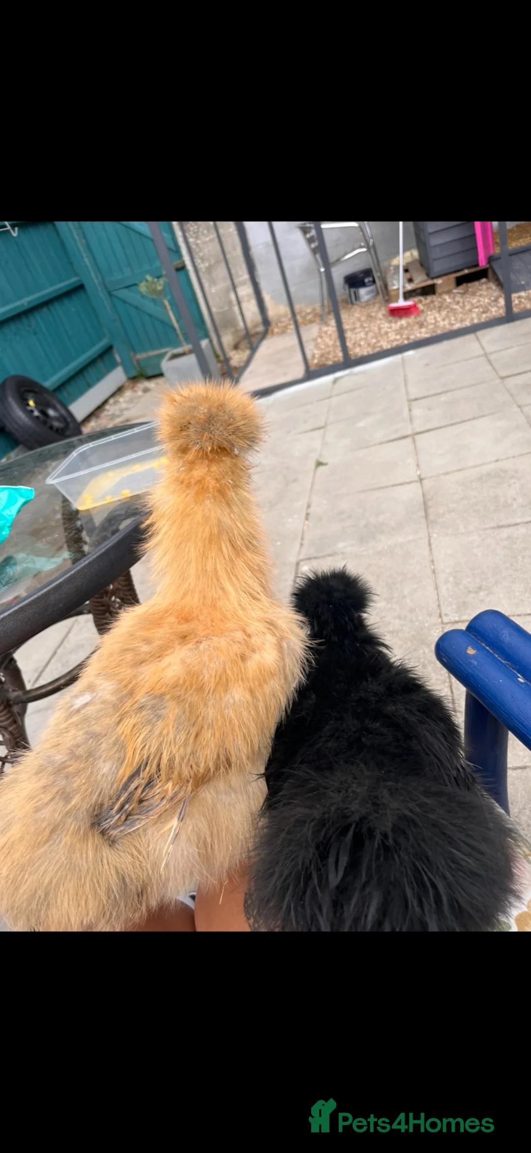 Hens poultry for sale: 2 silkie hens  - Advert 2