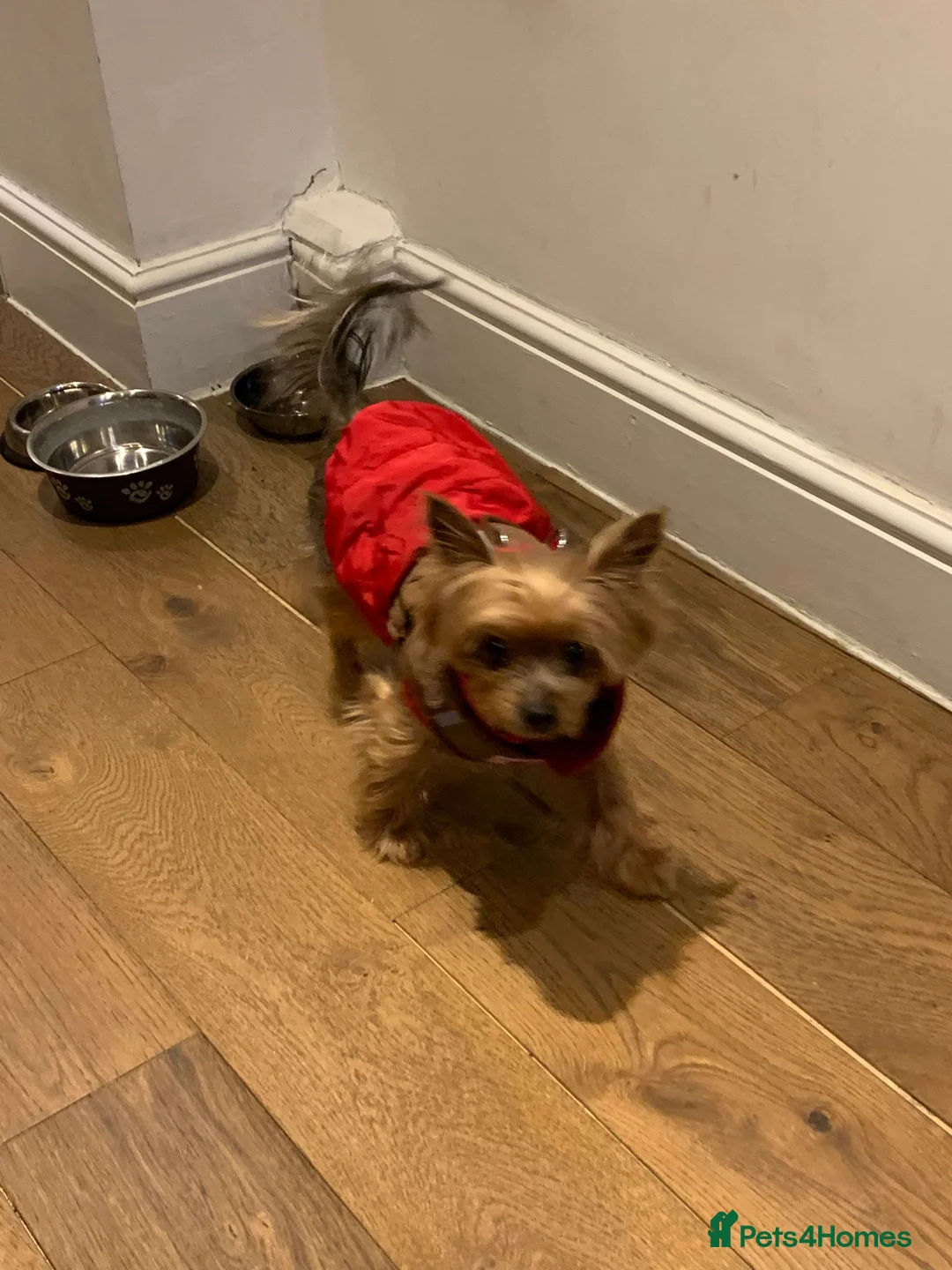 Yorkshire Terrier dogs for sale: Gorgeous Miniature Yorkshire Terrier - Advert 2