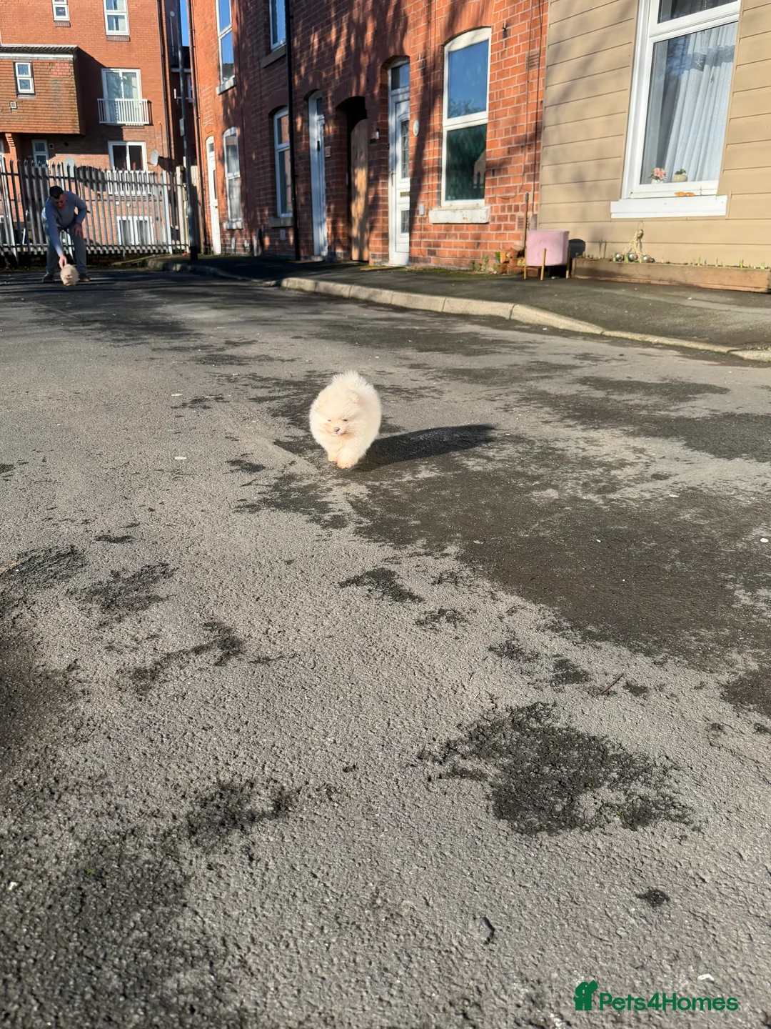 Pomeranian dogs for sale: Beautiful Purebred Pomeranian Puppies - Advert 27