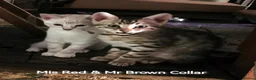 Bengal cats for sale:  Silver, Snow & brown Spotted Bengal Kittens - Advert 3