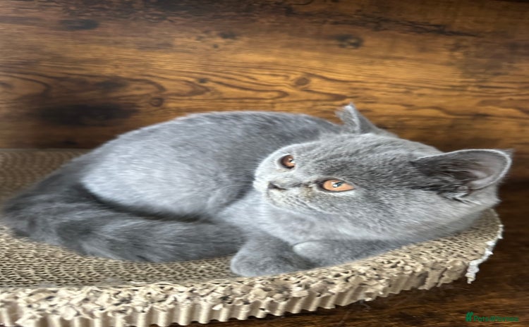 British Shorthair cats - Advert 14
