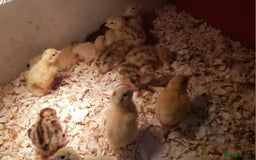 Quail poultry for sale: Cortinex Quail egg laying type pieds - Image 8