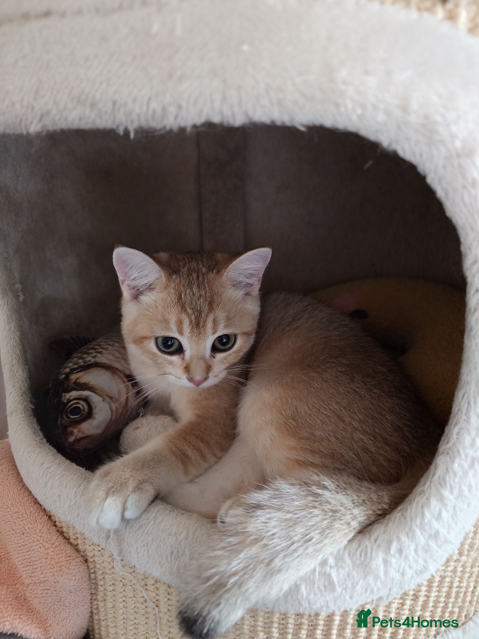 British Shorthair cats GCCF registered Golden boys  - Advert 2