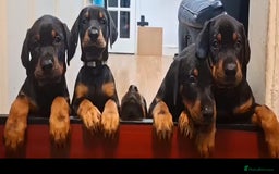 Dobermann dogs for sale: Beautiful Doberman puppies 3 boys 3 girls for sale - Image 2