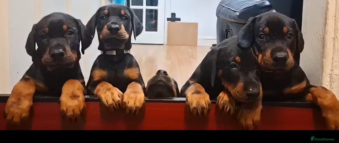 Dobermann dogs for sale: Beautiful Doberman puppies 3 boys 3 girls for sale - Image 2