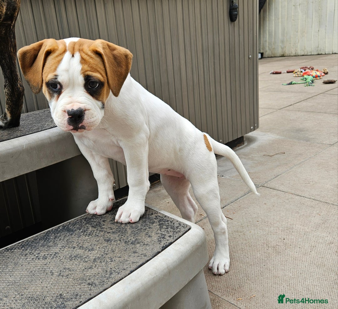 Mixed Breed dogs for sale: ADORABLE AMERICAN BULLDOG/ DOUGE DE BORDEAUX  - Image 10
