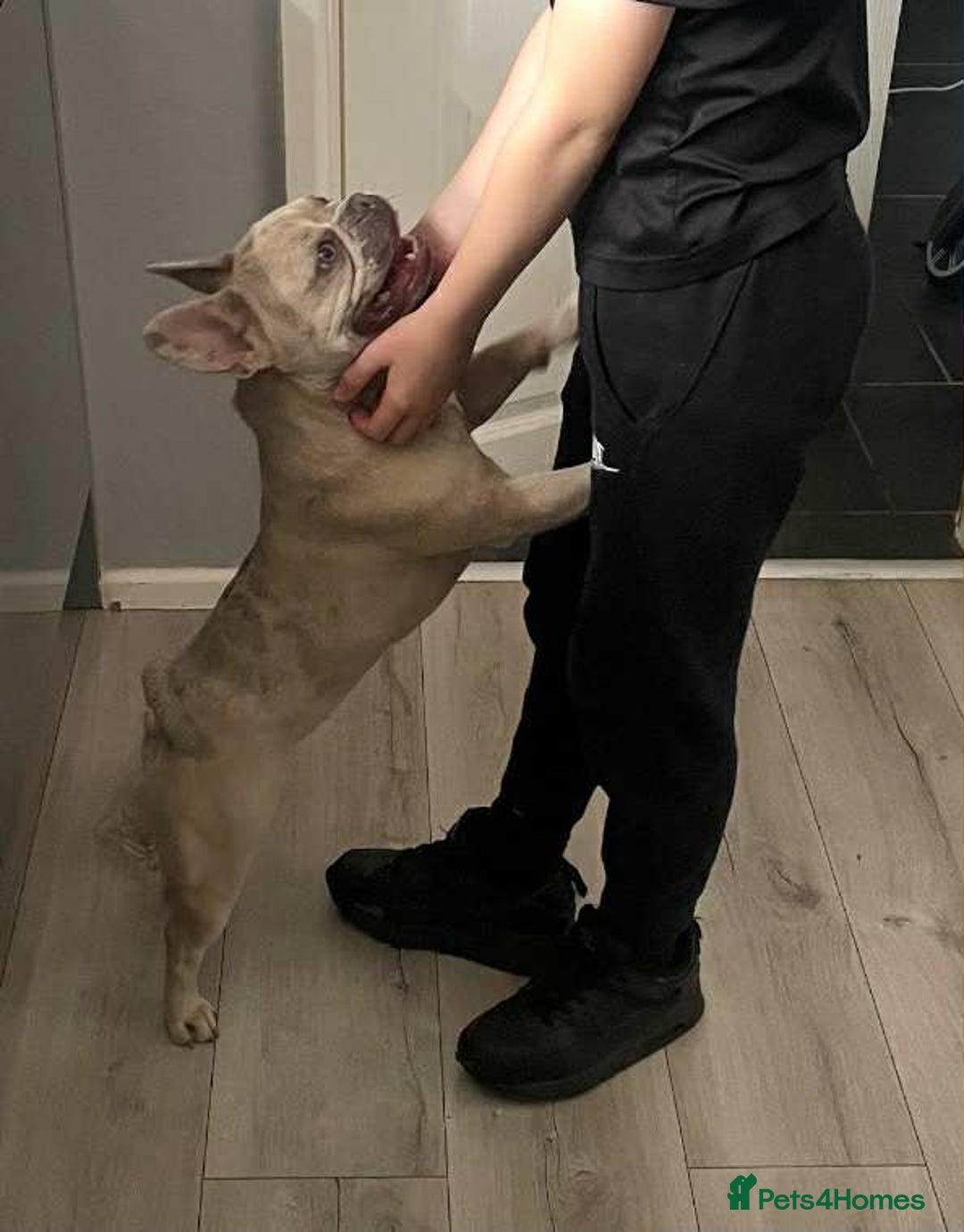 French Bulldog dogs for sale: Beautiful Girl  - Advert 4
