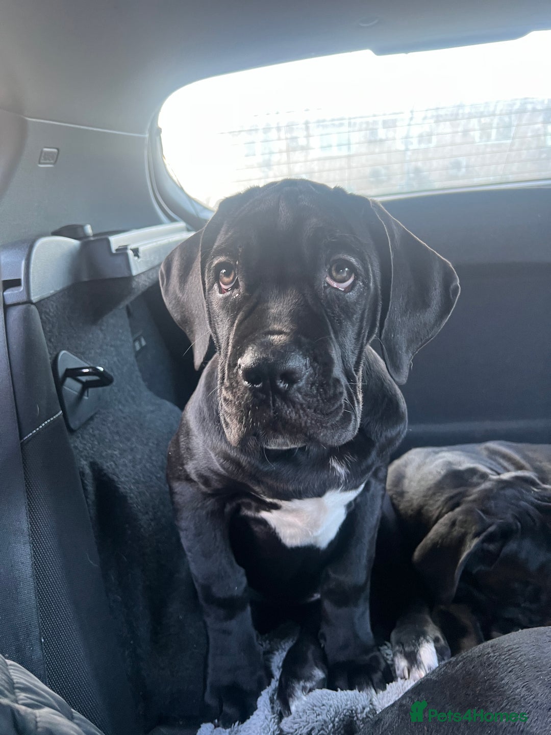 Cane Corso dogs for sale: Cane corso Russian champ bloodline puppies  - Advert 9