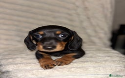 Miniature Dachshund dogs for sale: Smooth coat Minature Dacshund’s  - Image 6