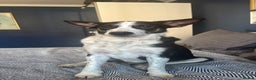 Mixed Breed dogs for sale: Saved from streets of Albania  - Advert 1