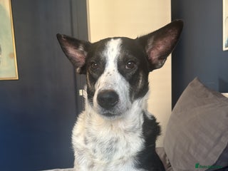 Mixed Breed dogs - Advert 28