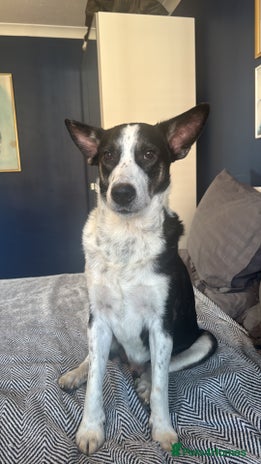 Mixed Breed dogs - Advert 13