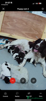 English Springer Spaniel dogs - Advert 8