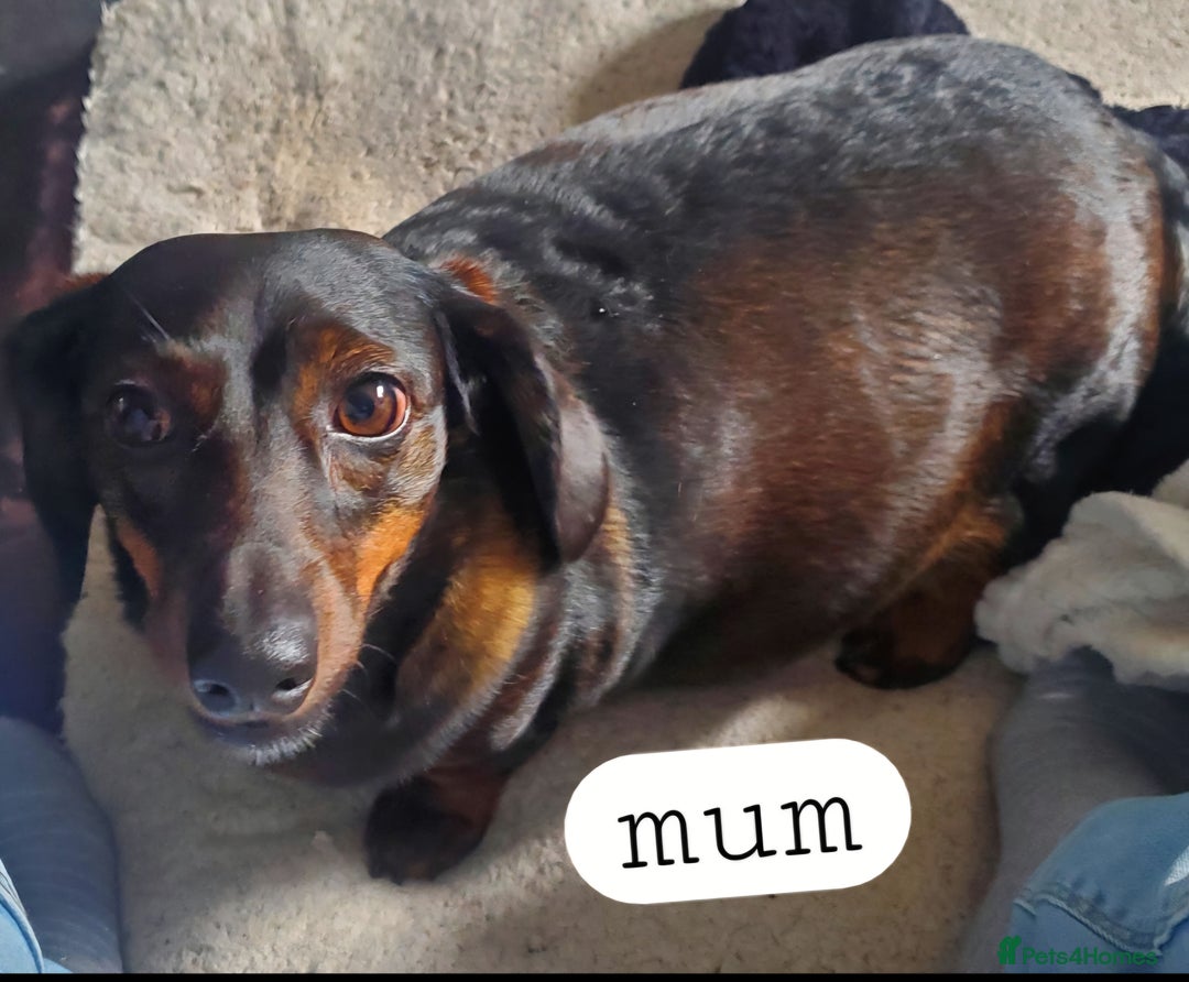 Dachshund dogs for sale: 7 beautiful dachshunds puppys - Image 36