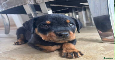 Rottweiler dogs - Advert 15