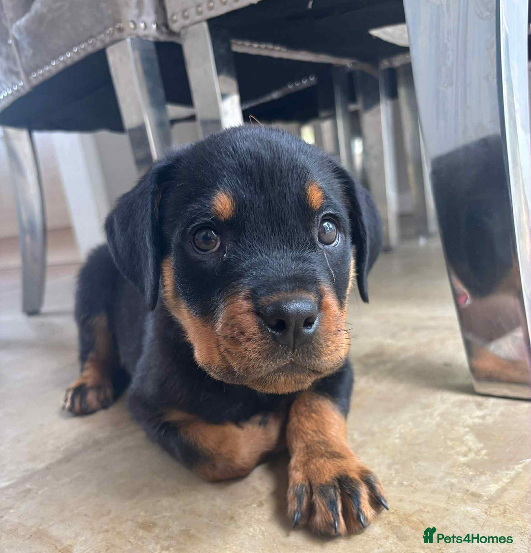 Rottweiler dogs for sale: KC Registered Female Available  - Image 3
