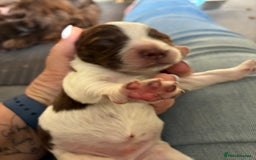 Cocker Spaniel dogs for sale: Beautiful, family cocker spaniels available - Image 4