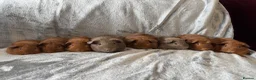 Guinea Pig rodents for sale: Baby guinea pigs - Advert 2