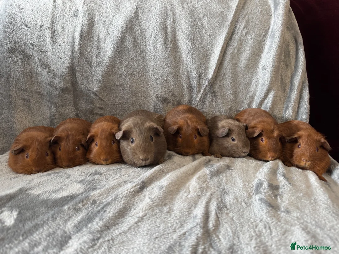 Guinea Pig rodents for sale: Baby guinea pigs - Advert 2