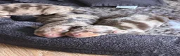 Miniature Dachshund dogs for sale: Gorgeous dachshund puppies  - Advert 8