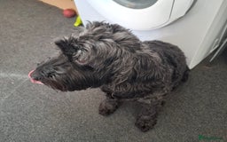 Cockapoo dogs for sale: In a lovely new home - Image 2