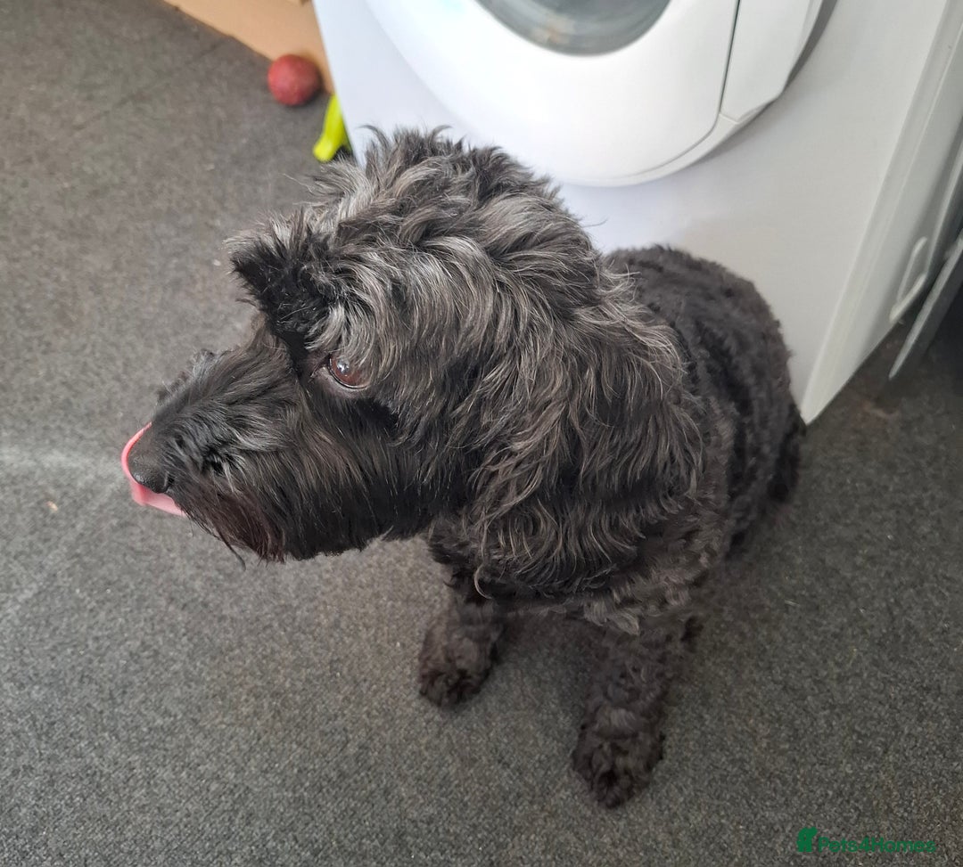 Cockapoo dogs for sale: In a lovely new home - Image 2