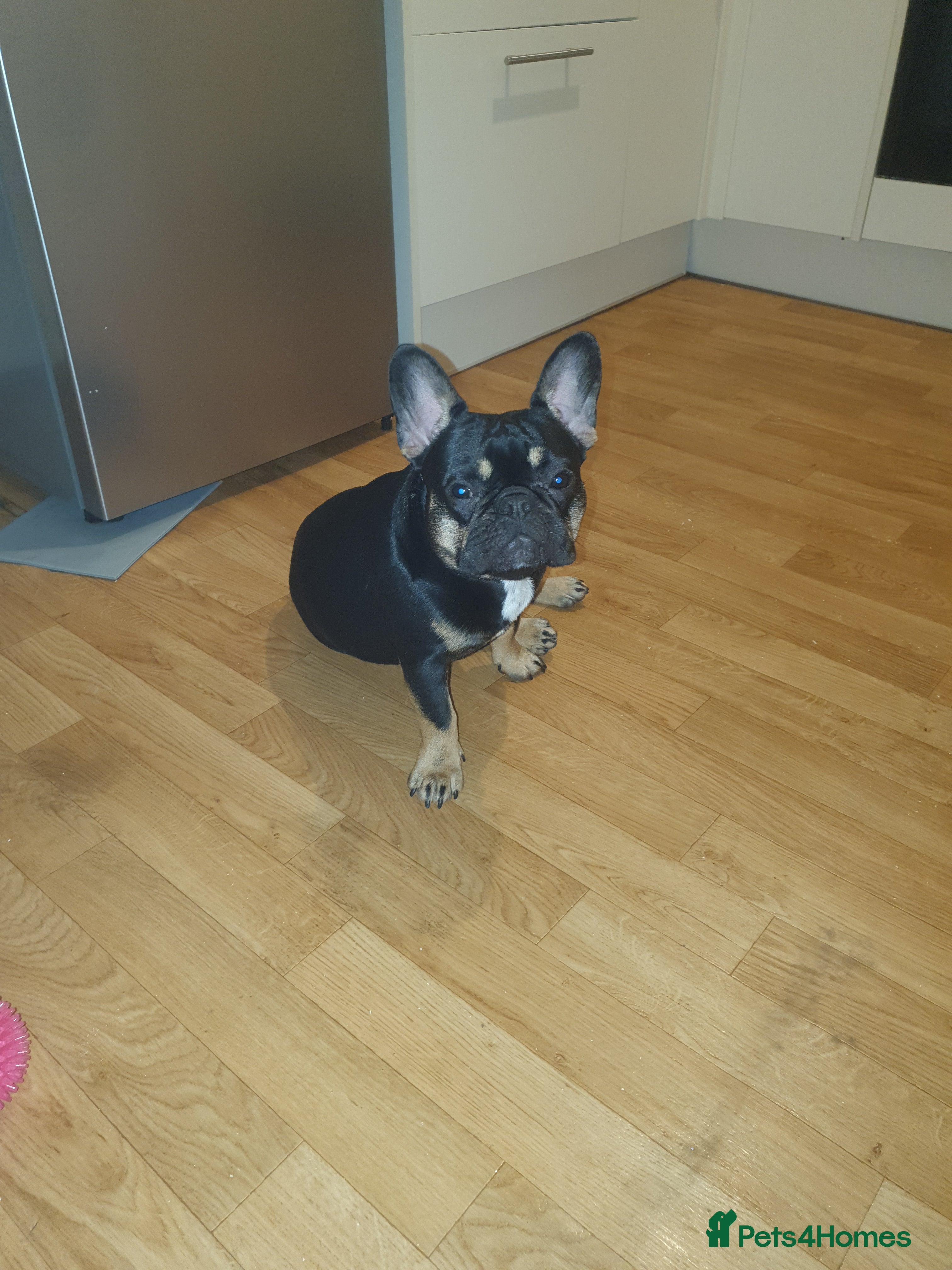 French Bulldog dogs Lola french bulldog - Advert 1