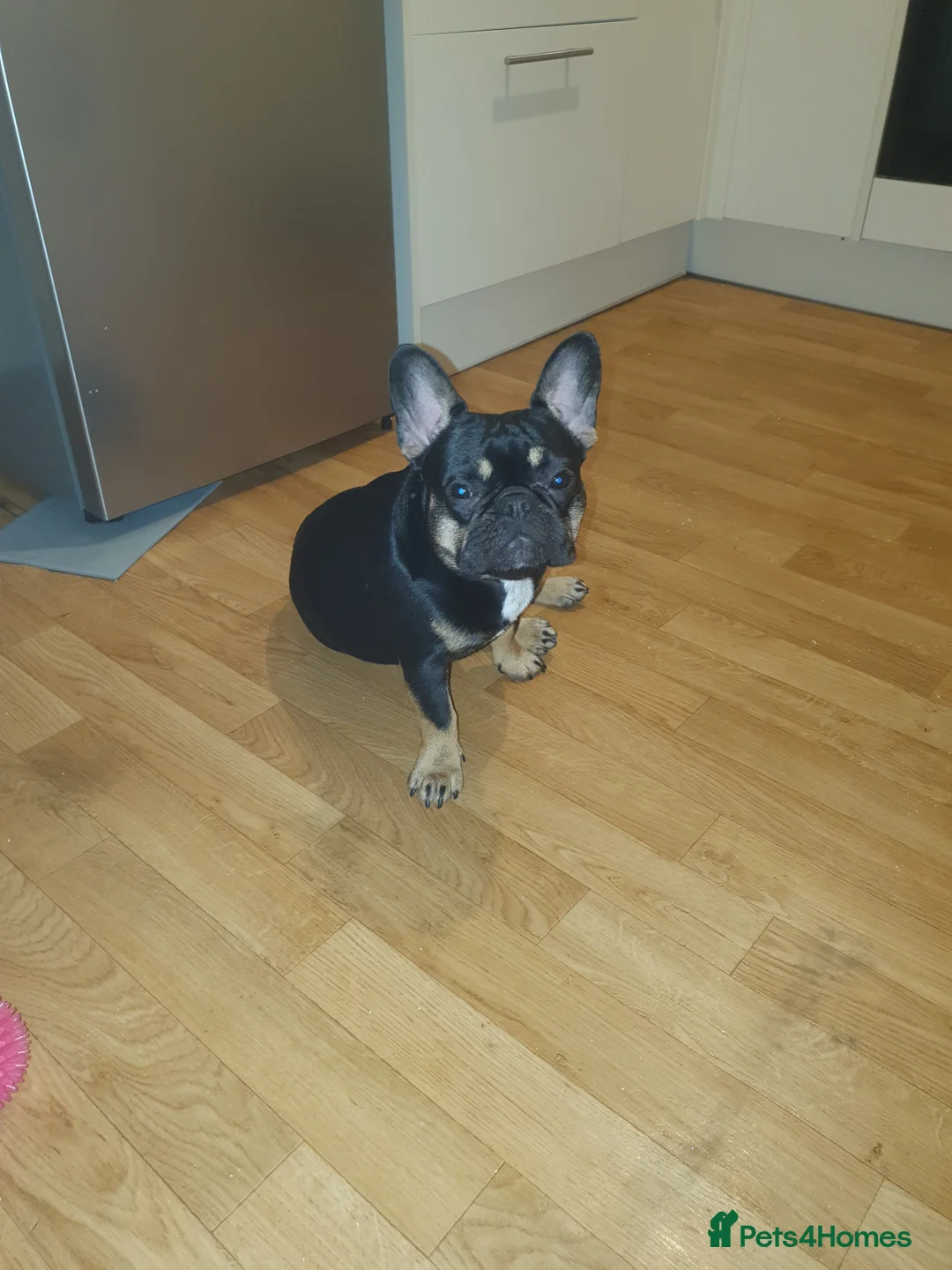 French Bulldog dogs for sale: Lola french bulldog - Advert 1