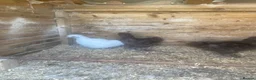 Chickens poultry for sale: Trio of young silkies for sale  - Advert 1