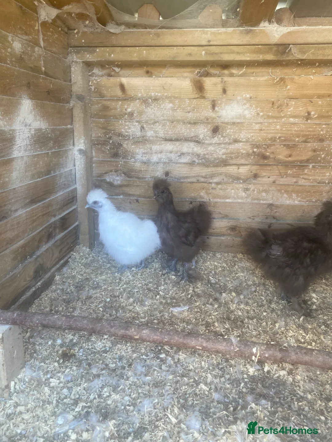 Chickens poultry for sale: Trio of young silkies for sale  - Advert 1