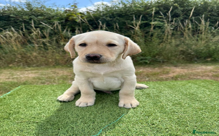 Labrador Retriever dogs - Advert 2