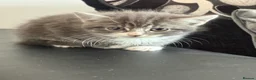 Mixed Breed cats for sale: Mixed breed - Advert 3
